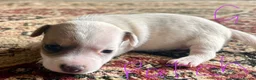 Jack Russell dogs for sale: Gorgeous Jack Russell Puppies - Advert 10