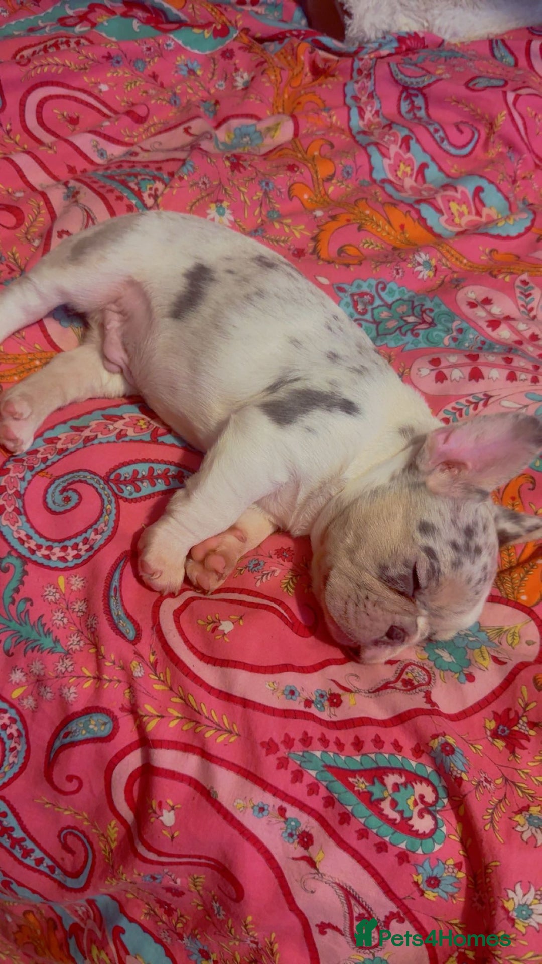 French Bulldog dogs for sale: French bulldog **  - Image 5
