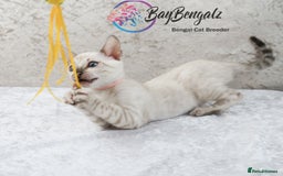 Bengal cats for sale: Champion line Superb Bengal Kittens  - Image 31