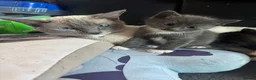 Ragcoon cats for sale: Beautiful female Ragcoon kittens **AVAILABLE NOW * in Perth - Advert 4
