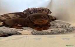 Miniature Dachshund dogs for sale: Daschund pups chocolate and chocolate dapple - Image 3