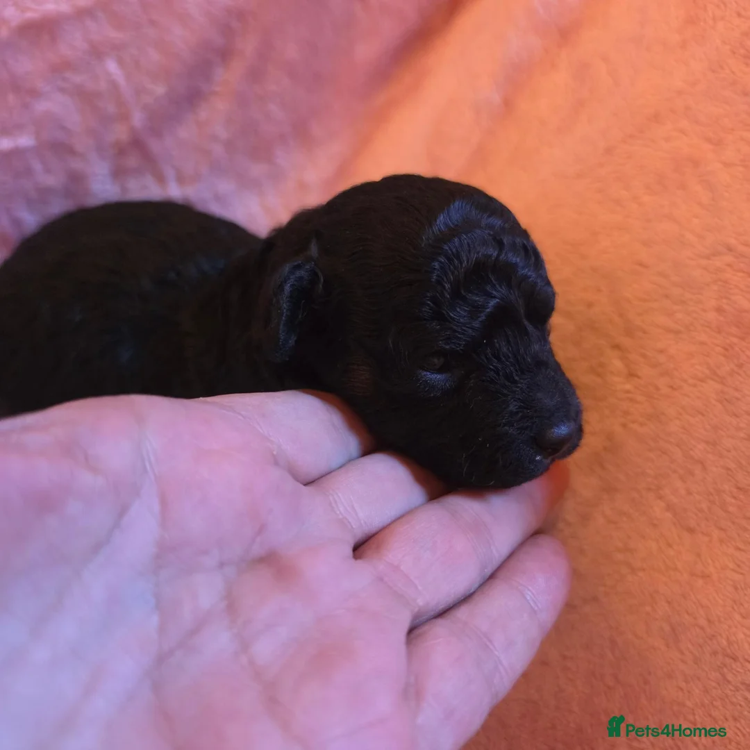 Toy Poodle dogs for sale: 🐩 Gorgeous Toy Poodle pups 🐩  - Advert 2