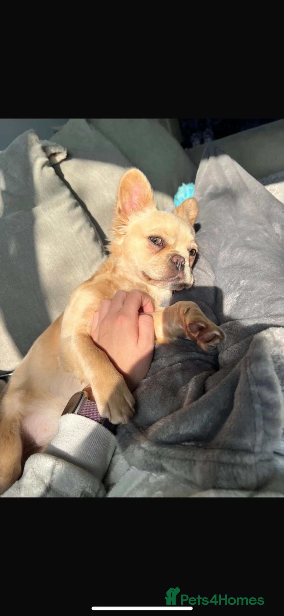 French Bulldog dogs for sale: Beautiful 3-Year-Old Fluffy Frenchie ❤️ in Manchester - Advert 11