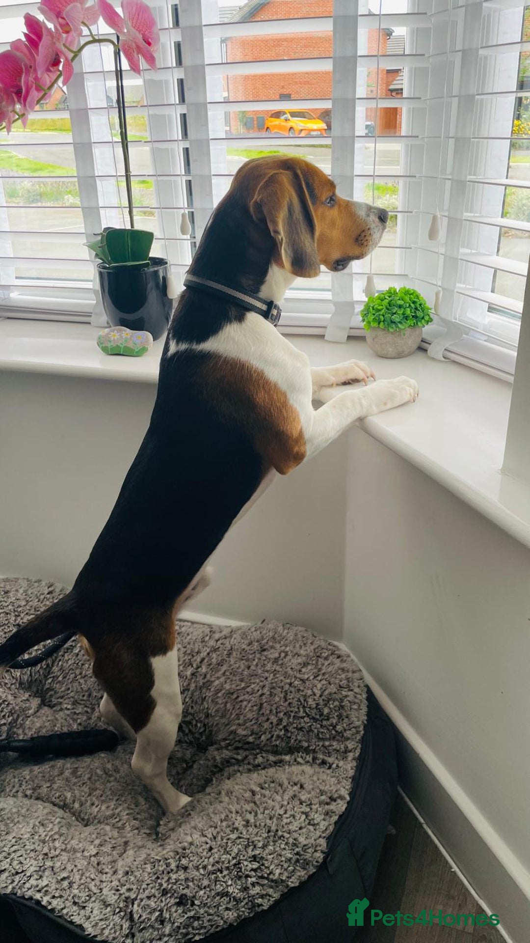 Beagle dogs for stud: Beagle **Stud only** - Image 6