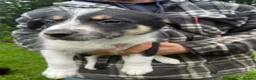 Mixed Breed dogs for sale: Collie x huntaway  - Advert 10