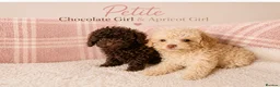 Toy Poodle dogs for sale: Chocolate & Toy Poodle Babies READY NOW - Advert 2