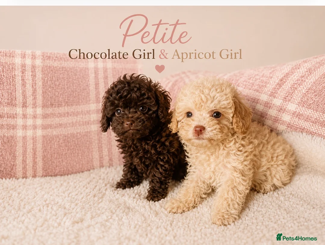 Toy Poodle dogs for sale: Chocolate & Toy Poodle Babies READY NOW - Advert 2