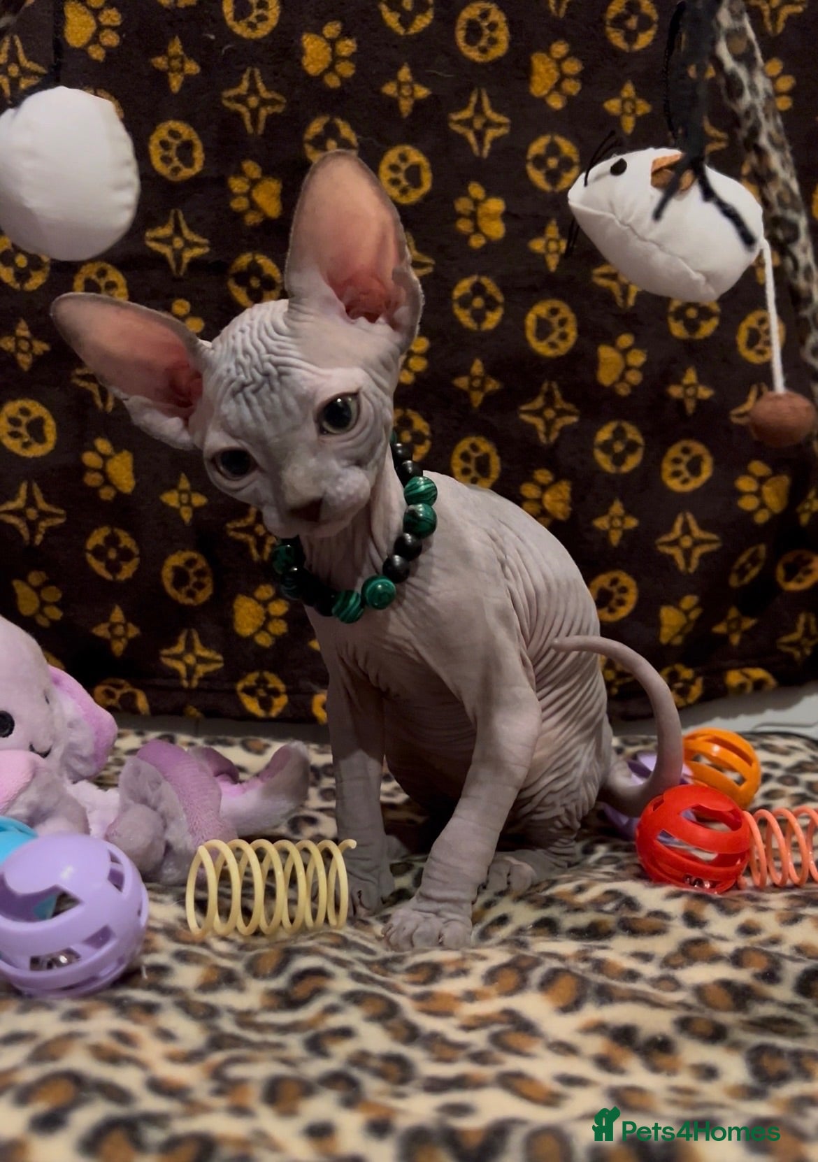 Sphynx cats 🐾 Beautiful Sphynx Kittens  ready to leave🐾 - Advert 2