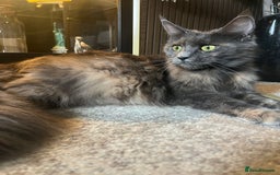 Maine Coon cats for sale: Maine coon kittens for sale  - Advert 14