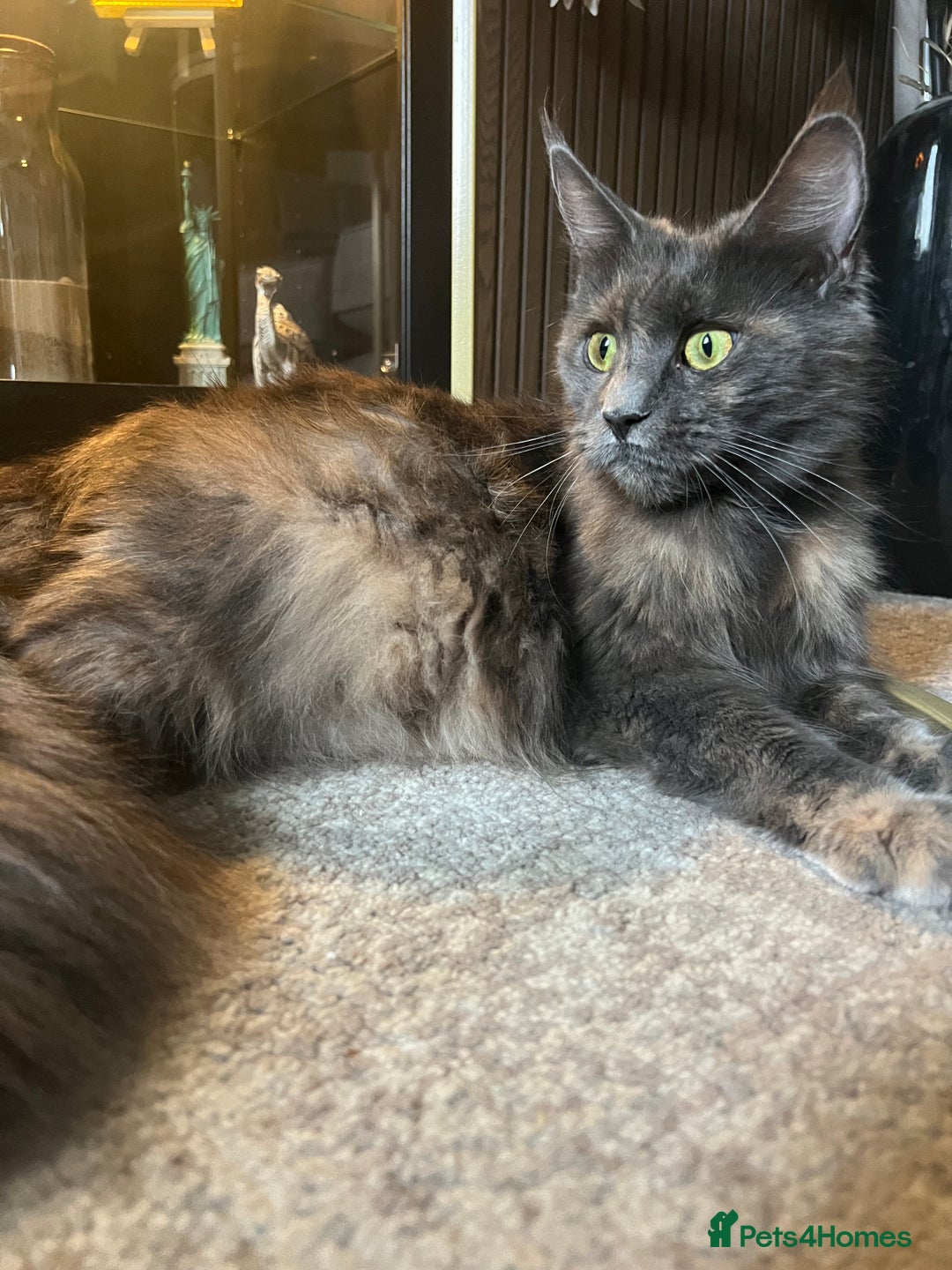 Maine Coon cats for sale: Maine coon kittens for sale  - Advert 14