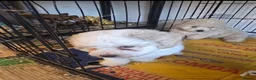 Maltipoo dogs for sale: 8 week old maltipoo - Advert 2