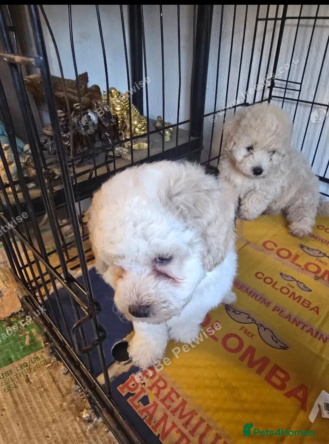 Maltipoo dogs for sale: 8 week old maltipoo - Advert 2