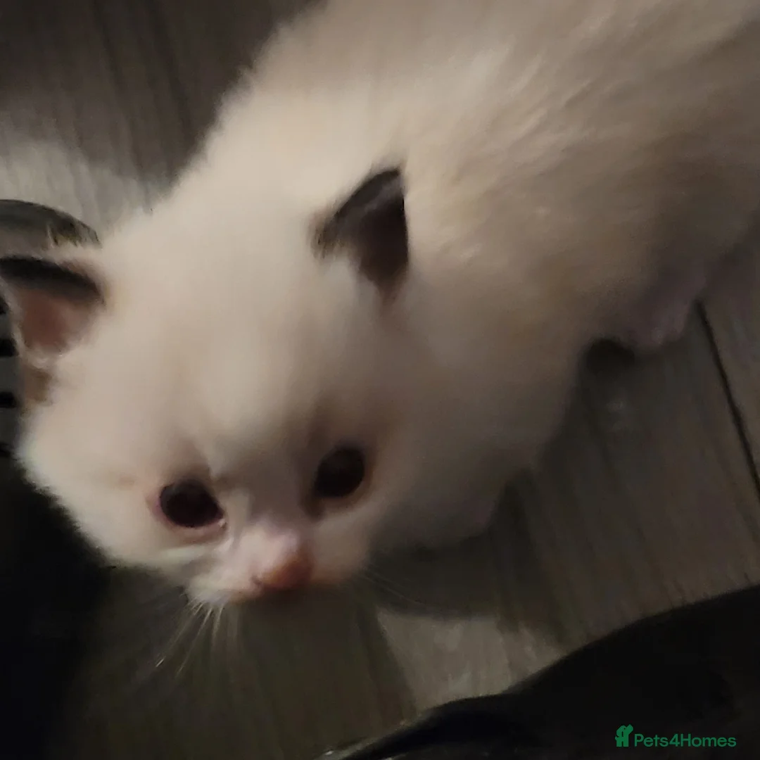 Ragdoll cats for sale: Ragdoll kittens for sale  - Advert 4