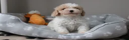 Cavapoo dogs for sale: Beautiful Cavapoo Puppies  - Advert 12