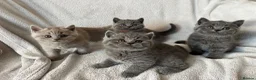 British Shorthair cats for sale: 👑 Championline GCCF registered BSH kittens 👑 - Advert 6