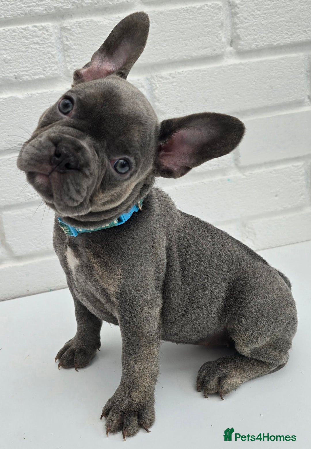 French Bulldog dogs for sale: Gorgeous Blue French Bulldog Girl - Image 15