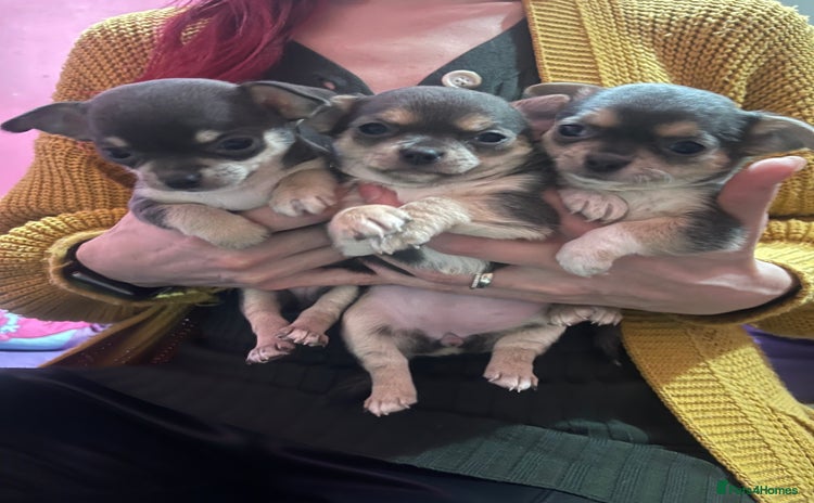 Chihuahua dogs Kc registered pedigree blue+white chihuahua pups - Advert 11