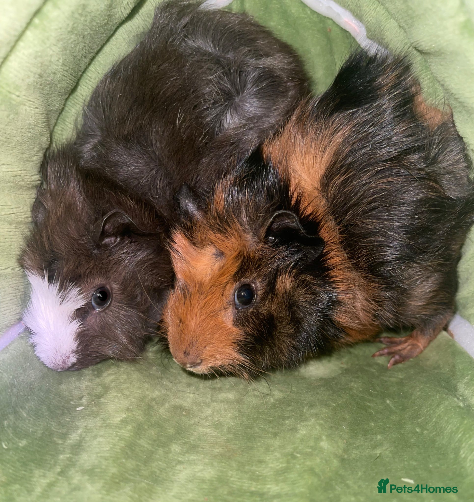 Guinea Pig rodents 2 male bonded guinea pig brothers  - Advert 4