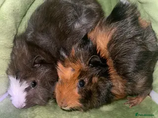 Guinea Pig rodents 2 male bonded guinea pig brothers - Advert 5