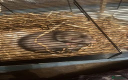 Ferret rodents for sale: Sparky, Male Ferret - Image 4