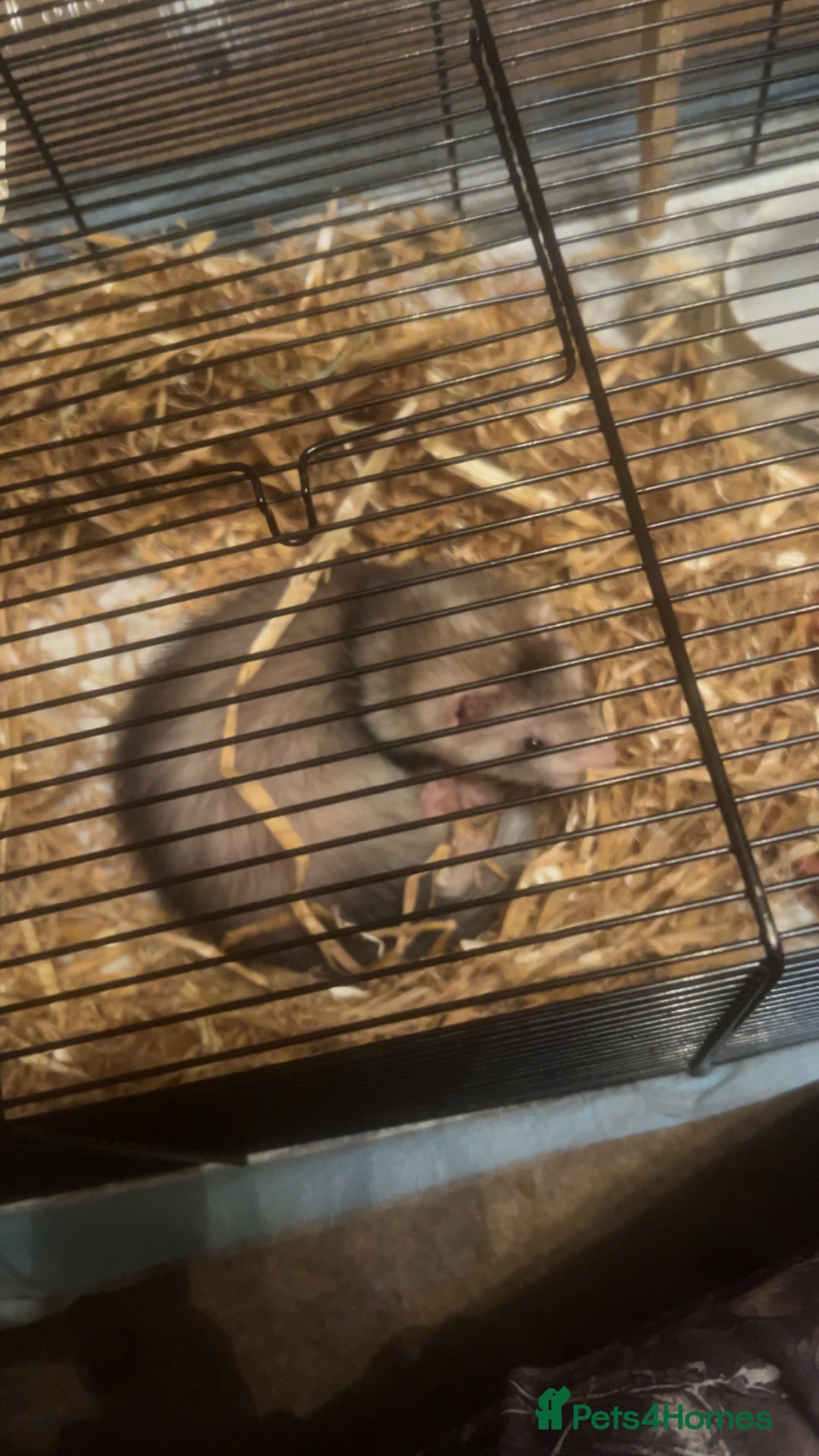Ferret rodents for sale: Sparky, Male Ferret - Image 4