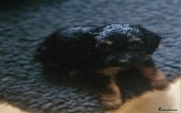 Cockapoo dogs for sale: The best cockapoos - Image 28