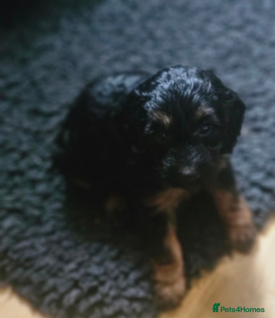 Cockapoo dogs for sale: The best cockapoos - Image 28
