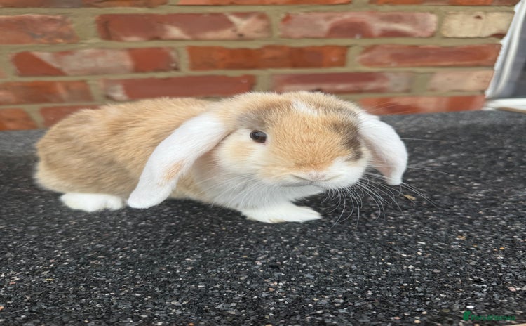 Mixed Breed rabbits - Advert 2