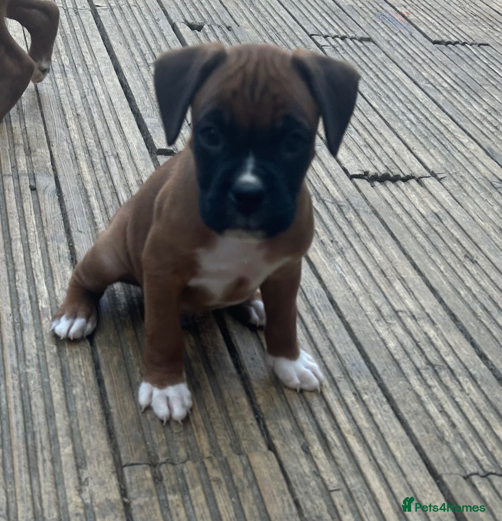 Boxer dogs Bobtail puppy boxers  - Advert 8