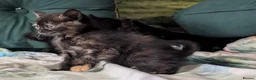 Domestic Shorthair cats for sale: Domestic Shorthair Kittens - Advert 32