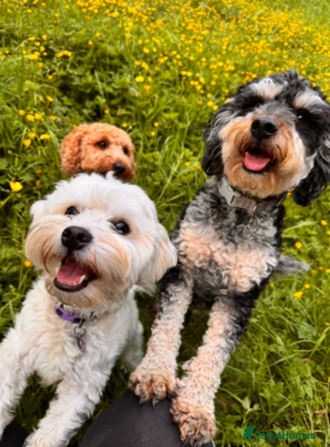 Mixed Breed dogs for sale: 2 female puppies left!  - Advert 1