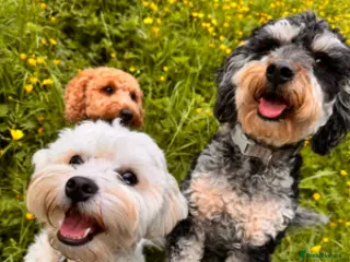 Mixed Breed dogs 2 female puppies left! - Advert 1