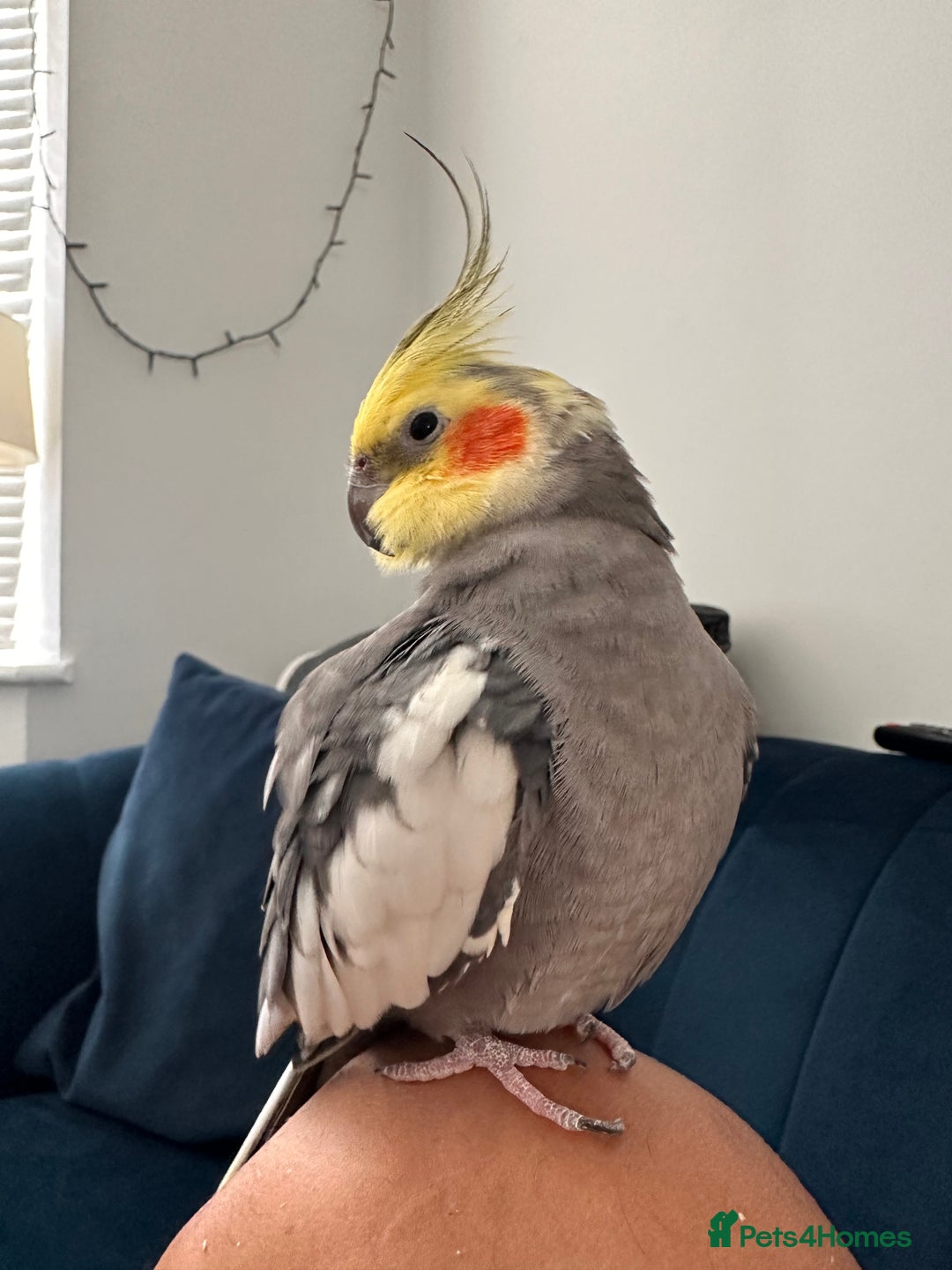 Cockatiels birds for sale: Pair of Cockatiels (female lutino and grey male) - Image 2