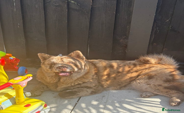 Chow Chow dogs ** Female Merle Puppy ** - Advert 1