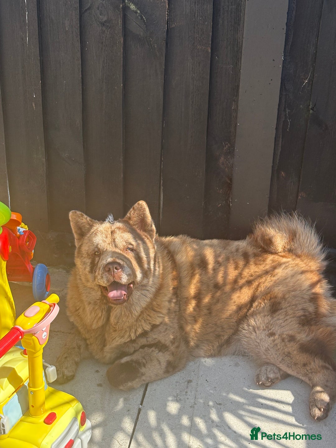 Chow Chow dogs for sale: ** Female Merle Puppy ** - Advert 3