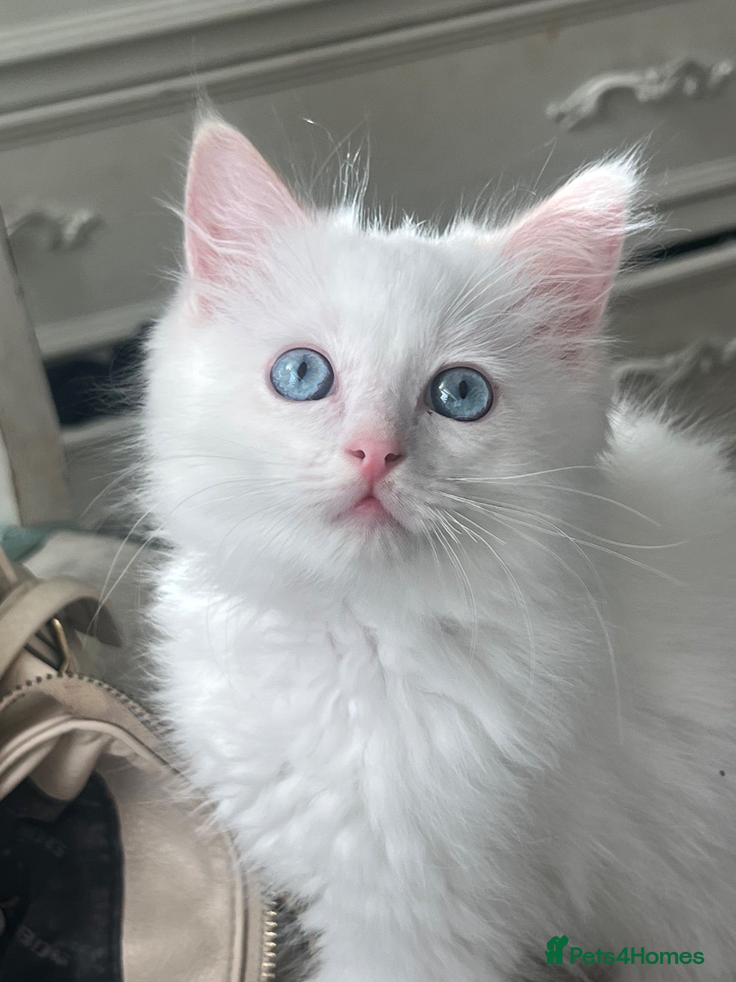 Ragdoll cats Two beautiful kittens  - Advert 1