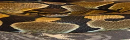Corn Snake reptiles for sale: Ball python looking for new home - Advert 2