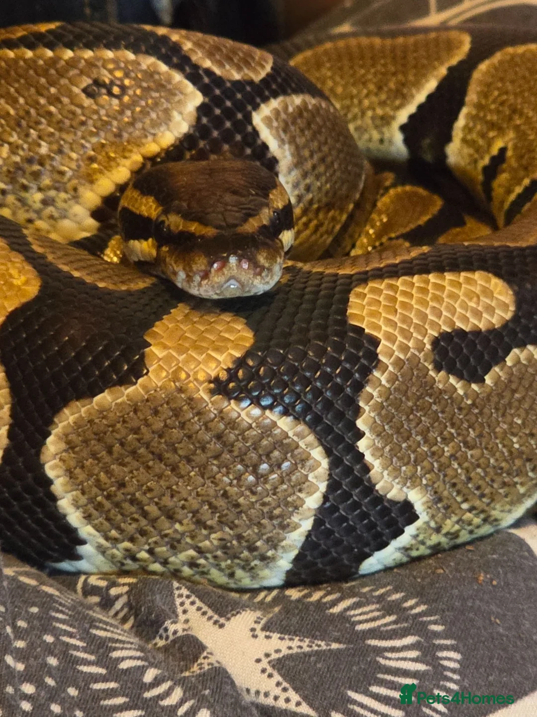 Corn Snake reptiles for sale: Ball python looking for new home - Advert 2