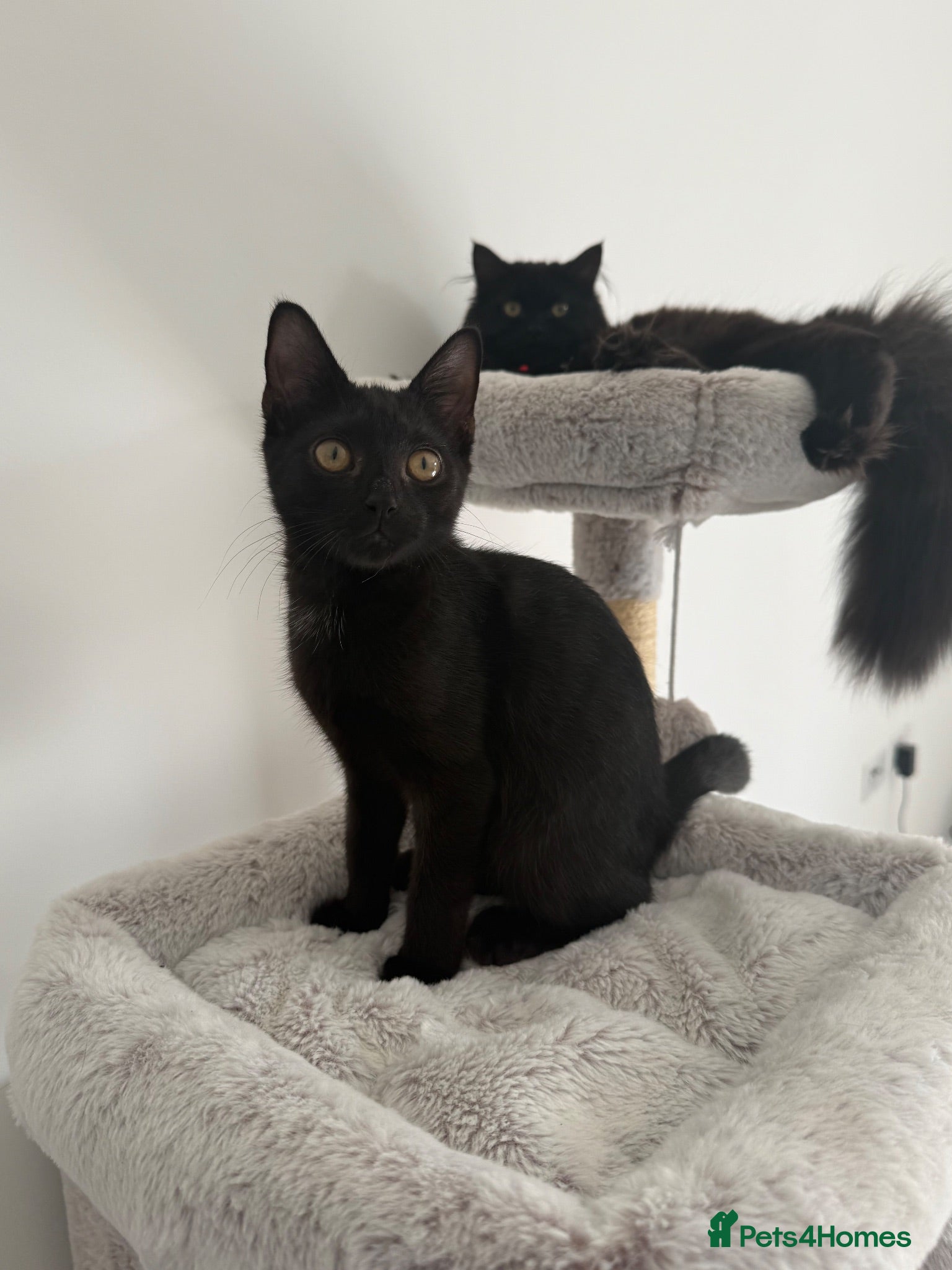 Mixed Breed cats Male kitten  - Advert 1