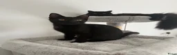 Mixed Breed cats for sale: Male kitten  - Advert 1