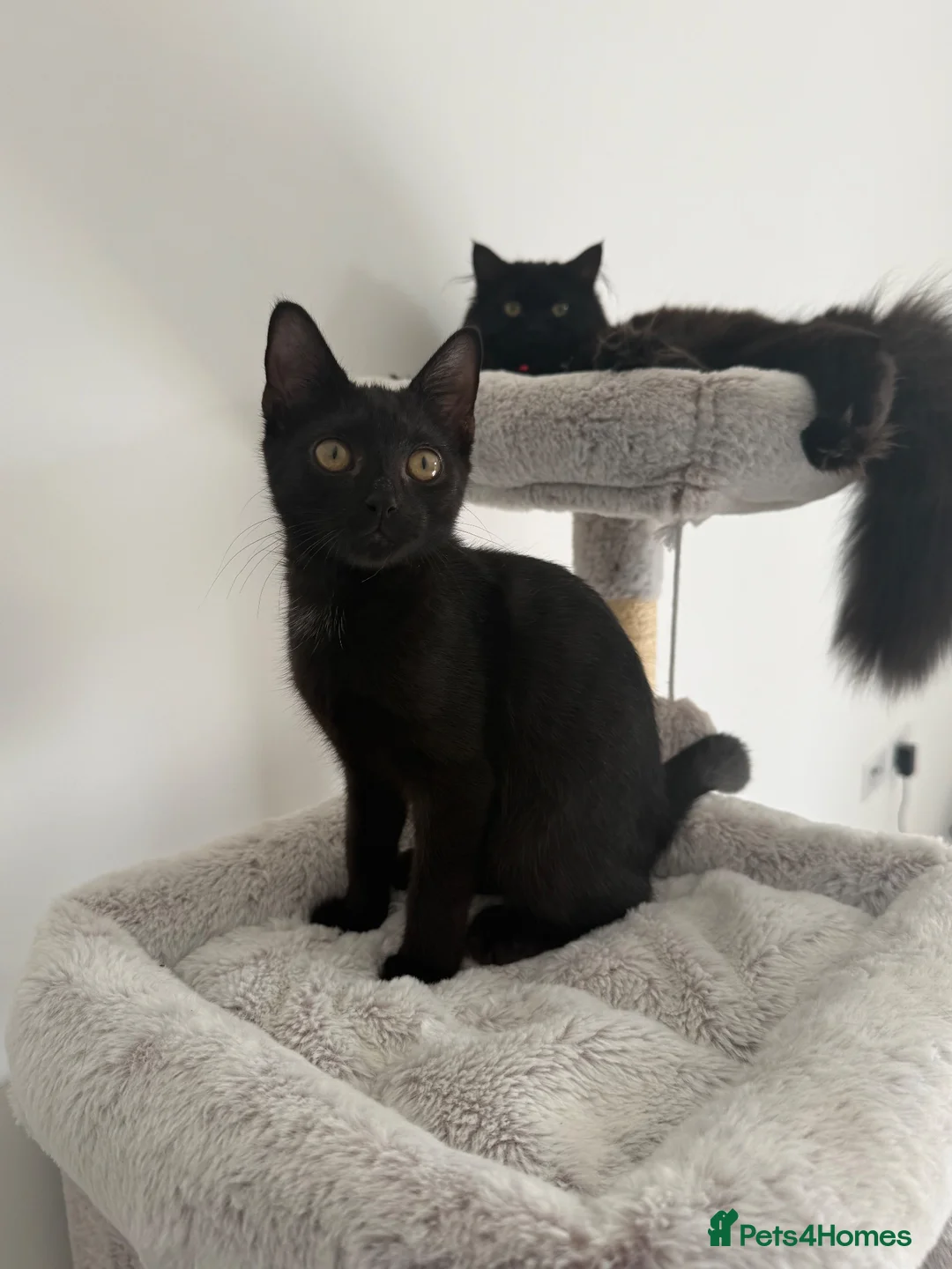 Mixed Breed cats for sale: Male kitten  - Advert 1
