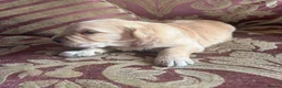 Golden Retriever dogs for sale: Beautiful Singleton Boy Ready to leave - Advert 12