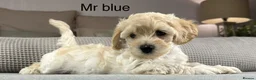 Maltipoo dogs for sale: SEE ALL OUR PUPPIES ON INSTA. OAKWELL RETRIEVERS  - Advert 9