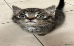 Mixed Breed cats for sale: Adorable mixed breed kittens  - Advert 3