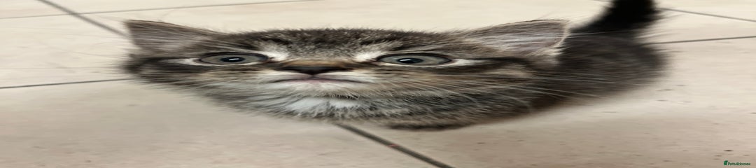 Mixed Breed Kitten 1