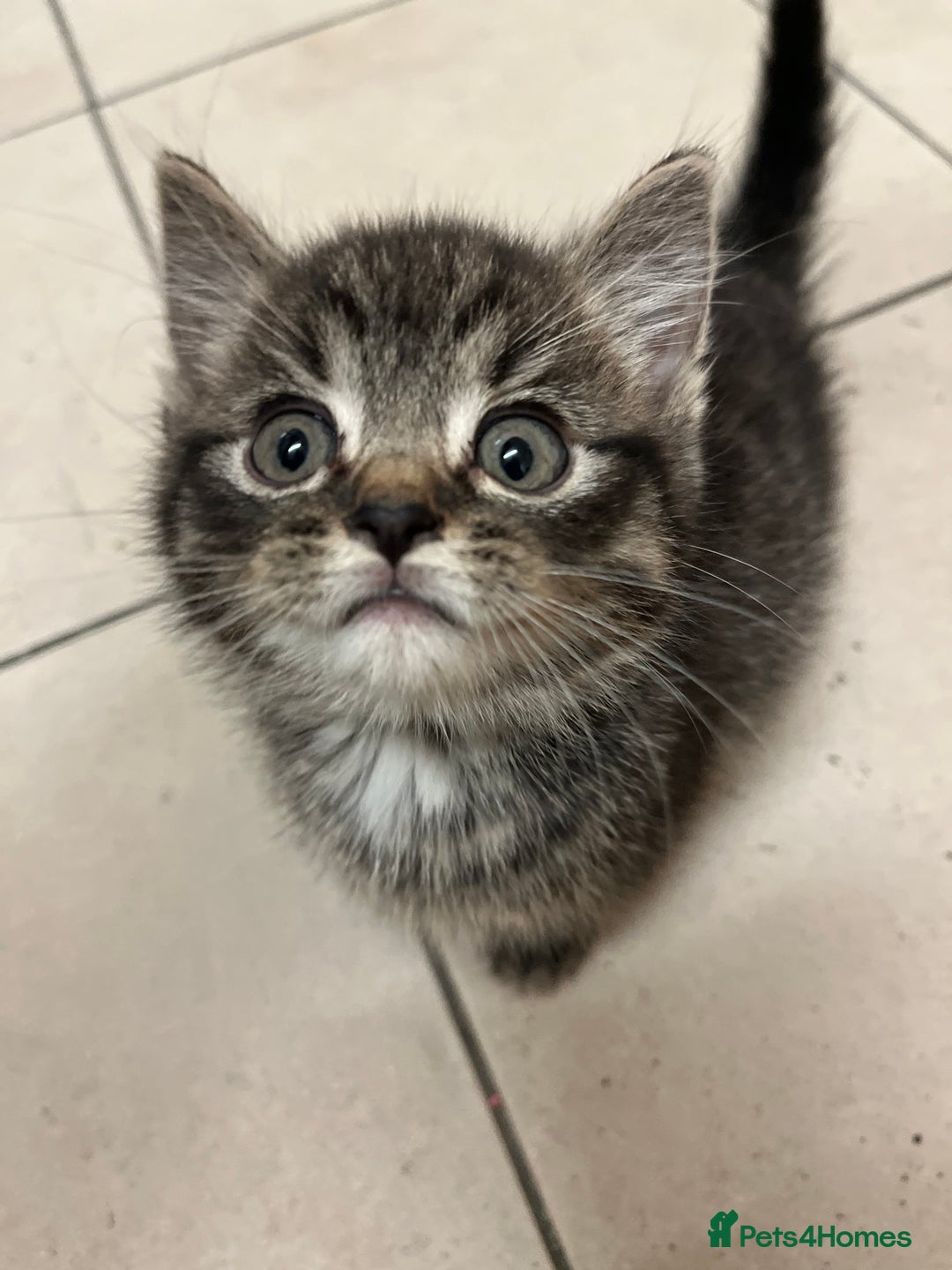 Mixed Breed cats for sale: Adorable mixed breed kittens  - Advert 3