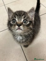 Mixed Breed cats Adorable mixed breed kittens - Advert 3