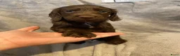 Cocker Spaniel dogs for sale: Working cocker spaniel puppies in Blackpool - Advert 3
