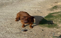 Labrador Retriever dogs for sale: Beautiful fox red Labrador  - Image 4