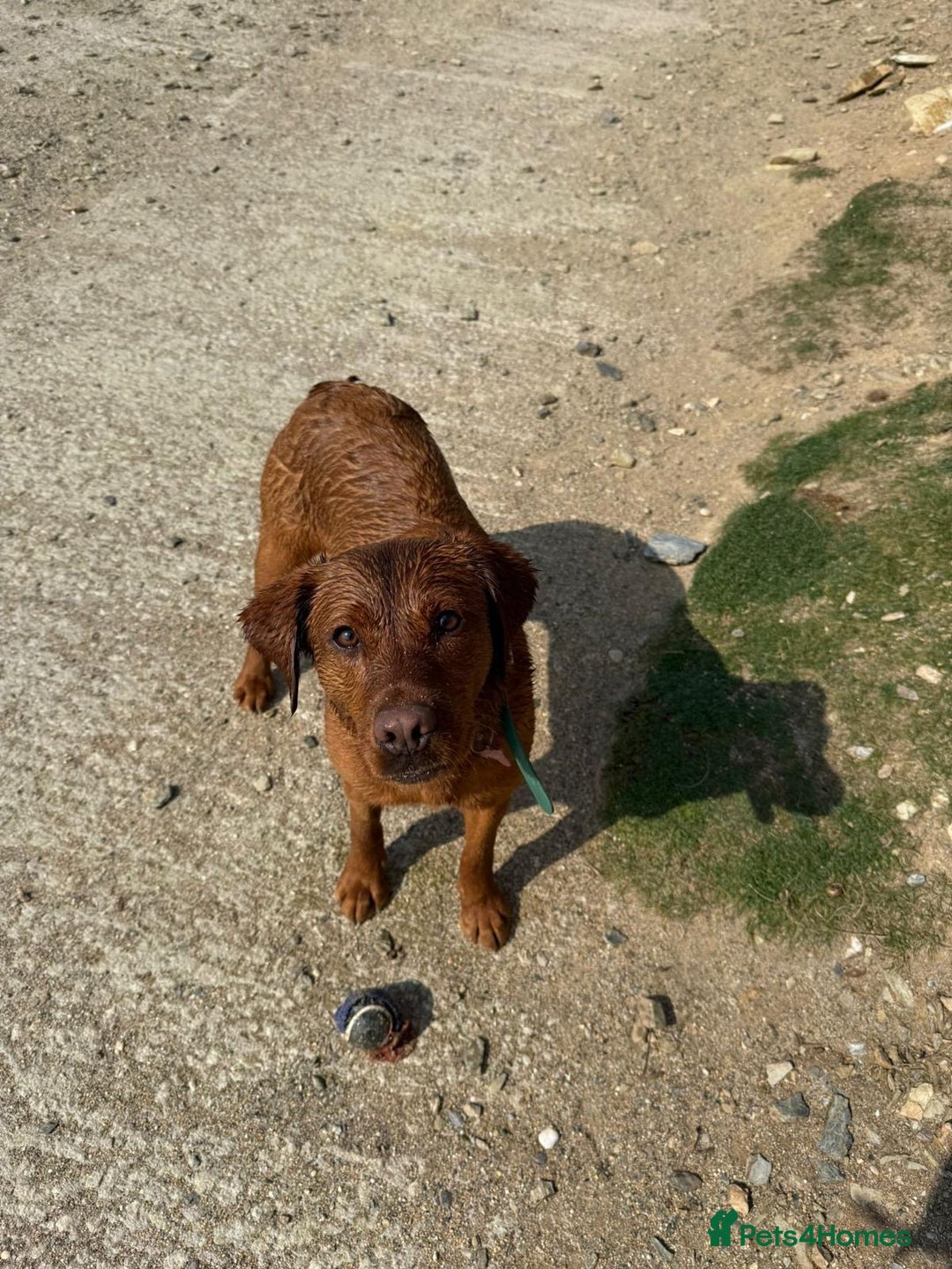 Labrador Retriever dogs for sale: Beautiful fox red Labrador  - Image 4
